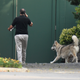 Gov. Andrew Cuomo talks on the phone while walking with his dog Captain at the New York state Executive Mansion, Saturday, Aug. 7, 2021, in Albany, N.Y.